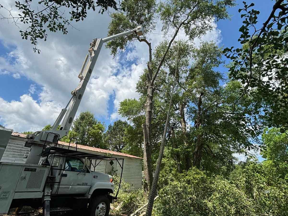 El Costeño Tree Service LLC